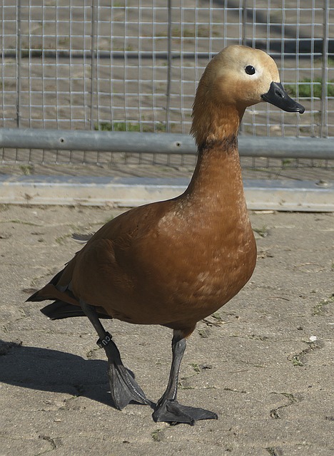 骑士后