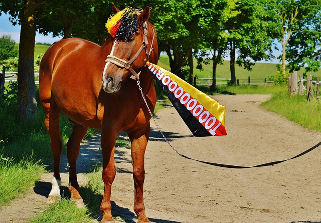 国羽在男单 国羽在男单
